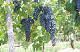 Grape vines, Hunter Valley