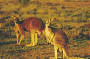 Red kangaroos
