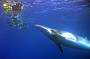 Taka passengers encounter with a Minke Whale