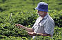 Skybury Coffee Plantation