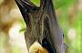 Spectacled Flying-fox.