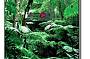 World Heritage Rainforest