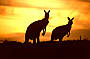 10 day Darwin to Alice Springs Adventure