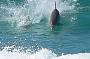See Dolphins in The Wild