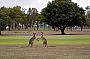 Kangaroos on Mareeba Golf Course