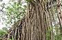 Nature's wonder. The amazing Curtain Fig Tree