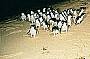 Little Penguins