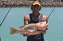 Golden Snapper