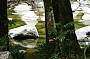 Mossman Gorge