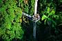  1 Day Mount Tamborine Rainforest Tour