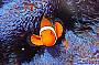 Marine life a-plenty!