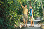 Rainforest walk