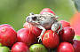 A friendly frog on a coffee branch