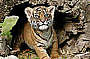 Tiger Island