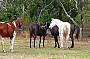 Hidden Valley Trail Rides 4 hour ride