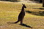 kangaroos about