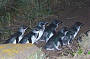 Penguins & Places