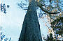 Octopus Tree