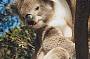 1 Day Penguin Parade & Koala Highlights