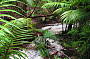 Woongoolba Creek - Fraser Island