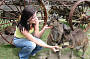 Feeding Kangaroos