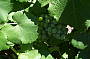 Grapes of Boynton's