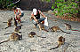 Wild Rock Wallabies