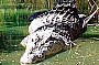 Crocodile