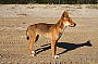 Fraser Island Local