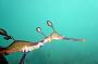 Weedy Sea Dragon