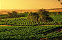 Yarra Valley Winery Tours (Melbourne pick up option)