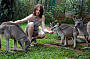 Hand feed the wallabies and kangaroos