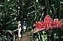 Cairns Scenic Tour - Tour 5