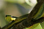 Green Tree Snake.