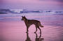1 Day 4WD Fraser Island tour