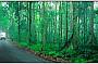 Rainforest Road - Lamington