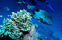 Experience an introductory scuba dive