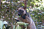 Search for the elusive tree kangaroos at the Cathedral Fig Tree