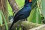 Male Shinning Flycatcher.