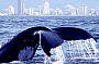 Whale Watching/Canal Cruise BRISBANE Tour