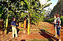 Banana Plantation