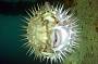 Puffer Fish