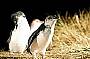 Little Penguins