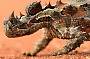 Thorny Devil in Alice Springs
