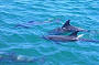 Dolphins relaxing in Manjar Bay