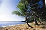Cape Tribulation