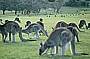 Kangaroos at Anglesea Golf Course - 野生のカンガルー