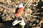 Brahminy Kite