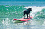 George-The BlackDog 