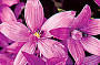 Orchids